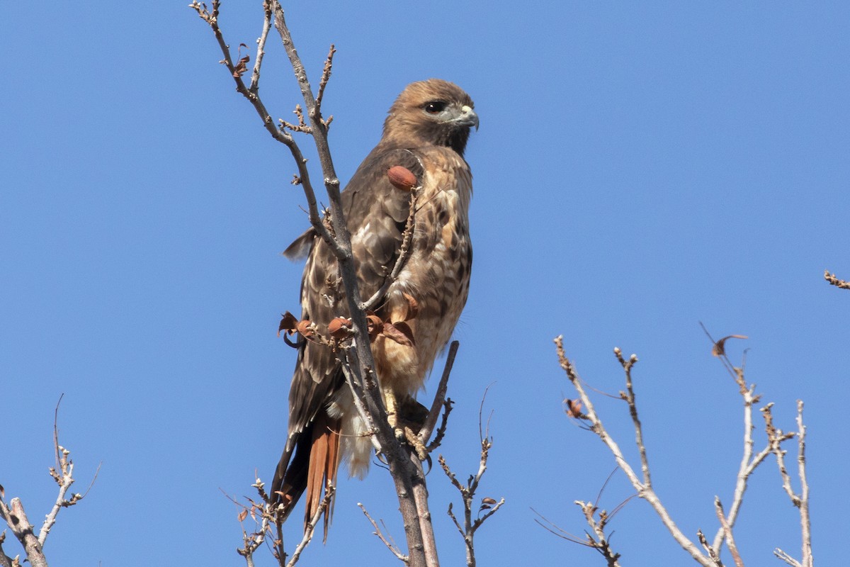 Red-tailed Hawk - ML436489211