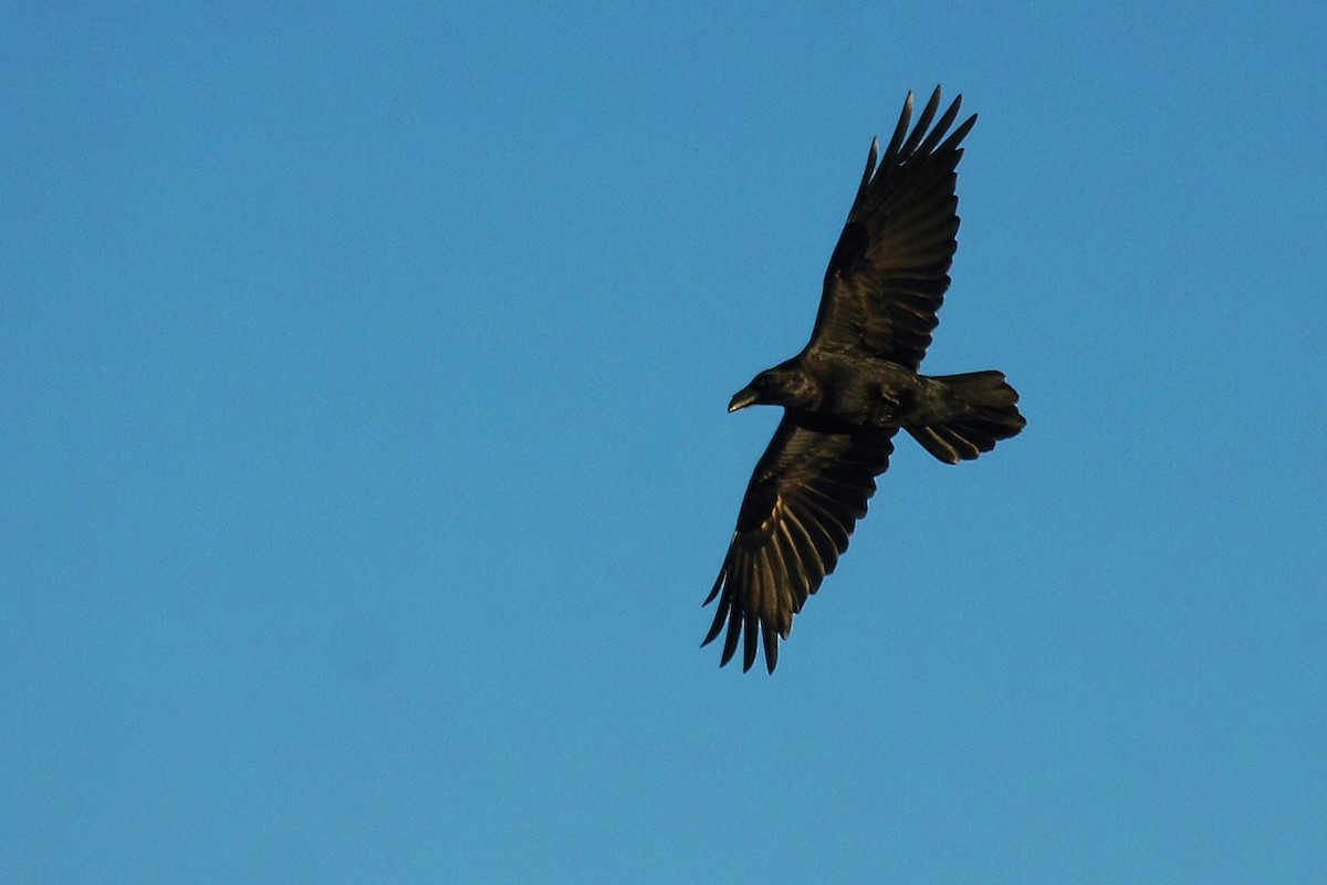 Common Raven - António Gonçalves