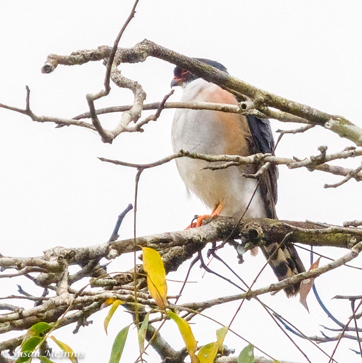 Red-thighed Sparrowhawk - Susan Mac