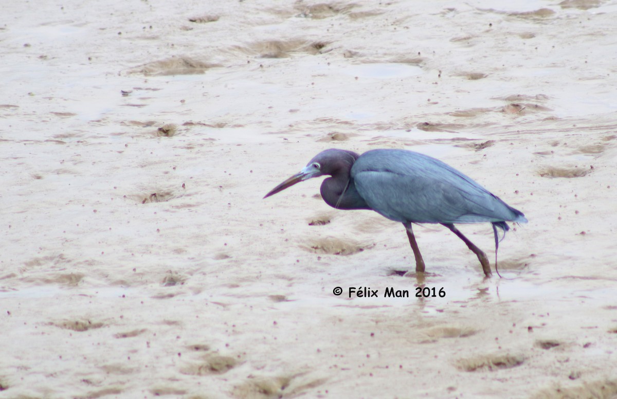Little Blue Heron - Félix Man-Ging F.