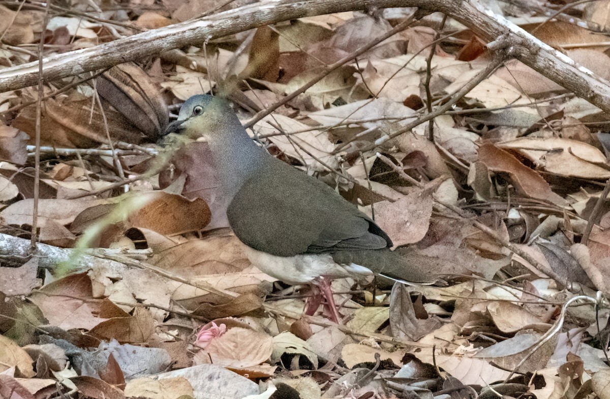 Gray-headed Dove - ML436512541