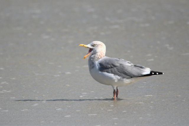 Herring Gull (American) - ML43651731