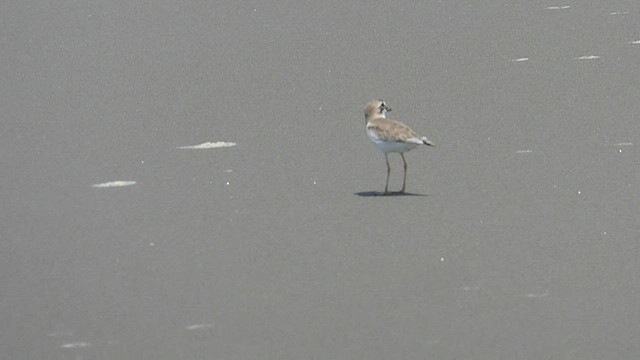 Collared Plover - ML436517931