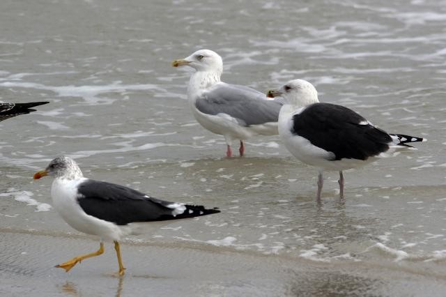 Lesser Black-backed Gull (graellsii) - Avery Chan