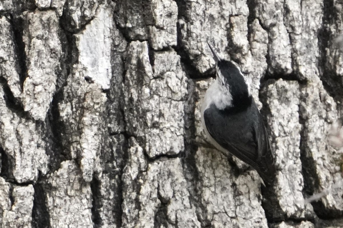 White-breasted Nuthatch - ML436522321