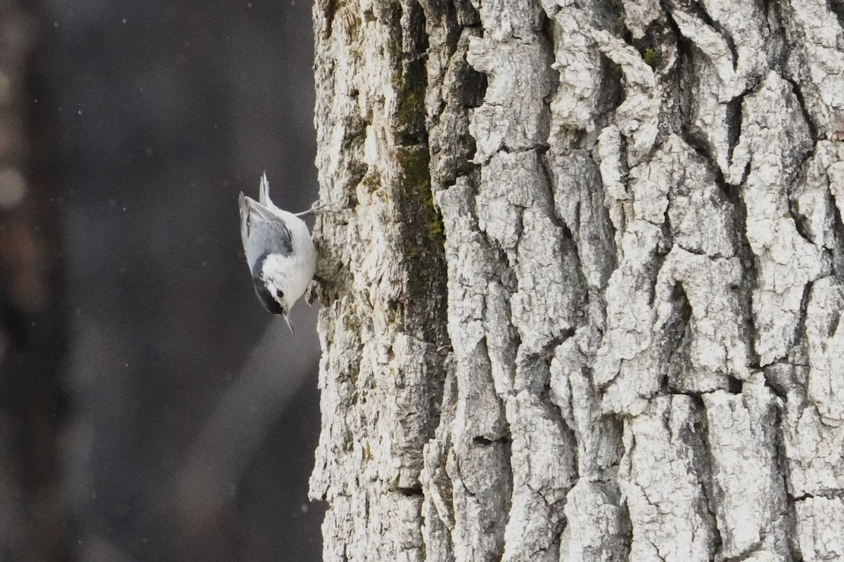 White-breasted Nuthatch - ML436522331