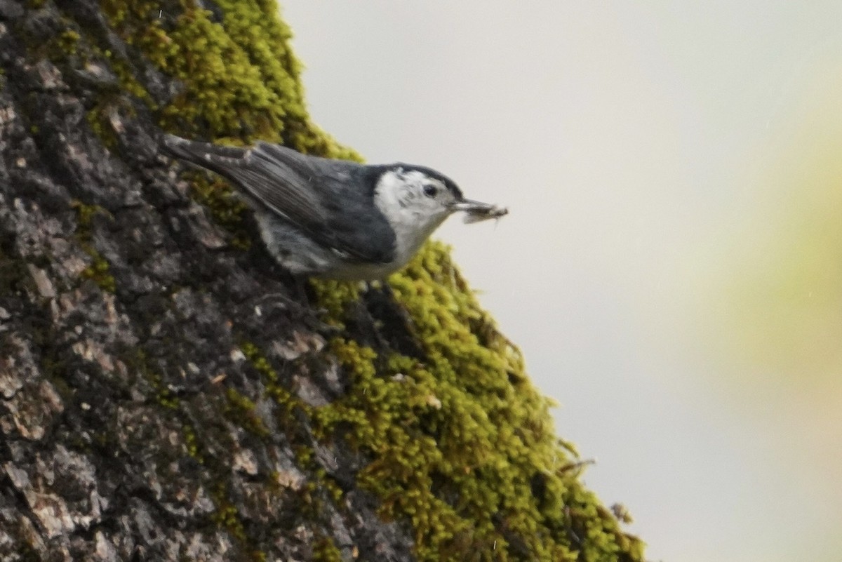 White-breasted Nuthatch - ML436525281