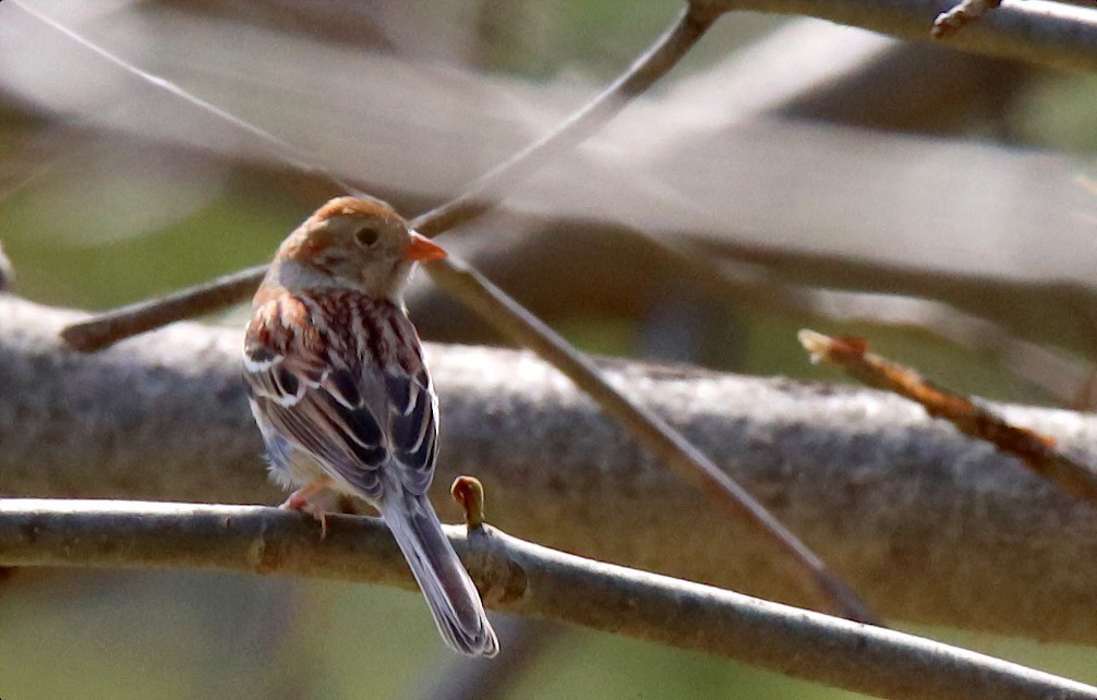 Field Sparrow - Andrew Ratliff