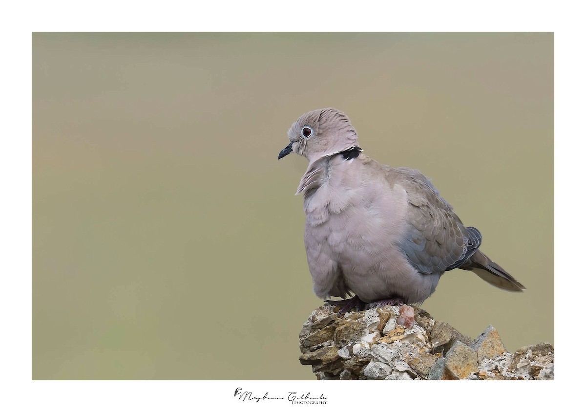 Eurasian Collared-Dove - Meghana Gokhale