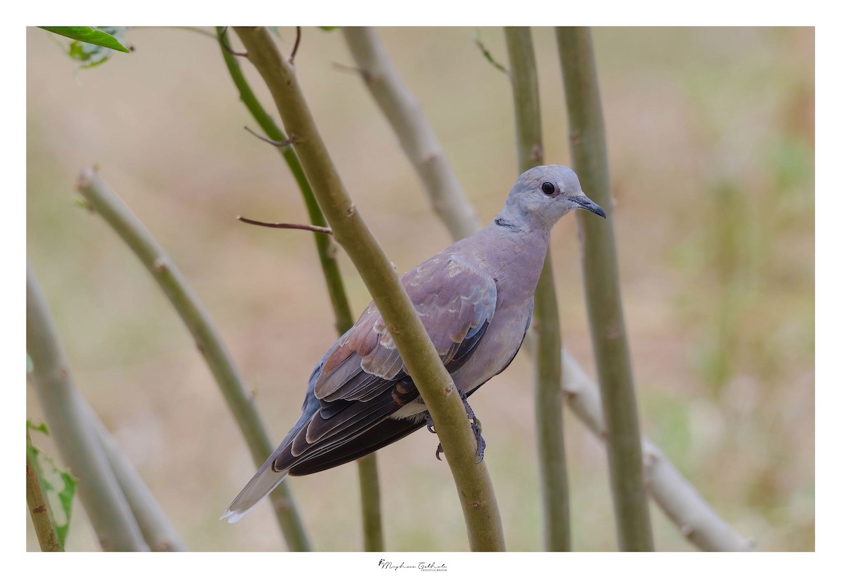 Red Collared-Dove - Meghana Gokhale