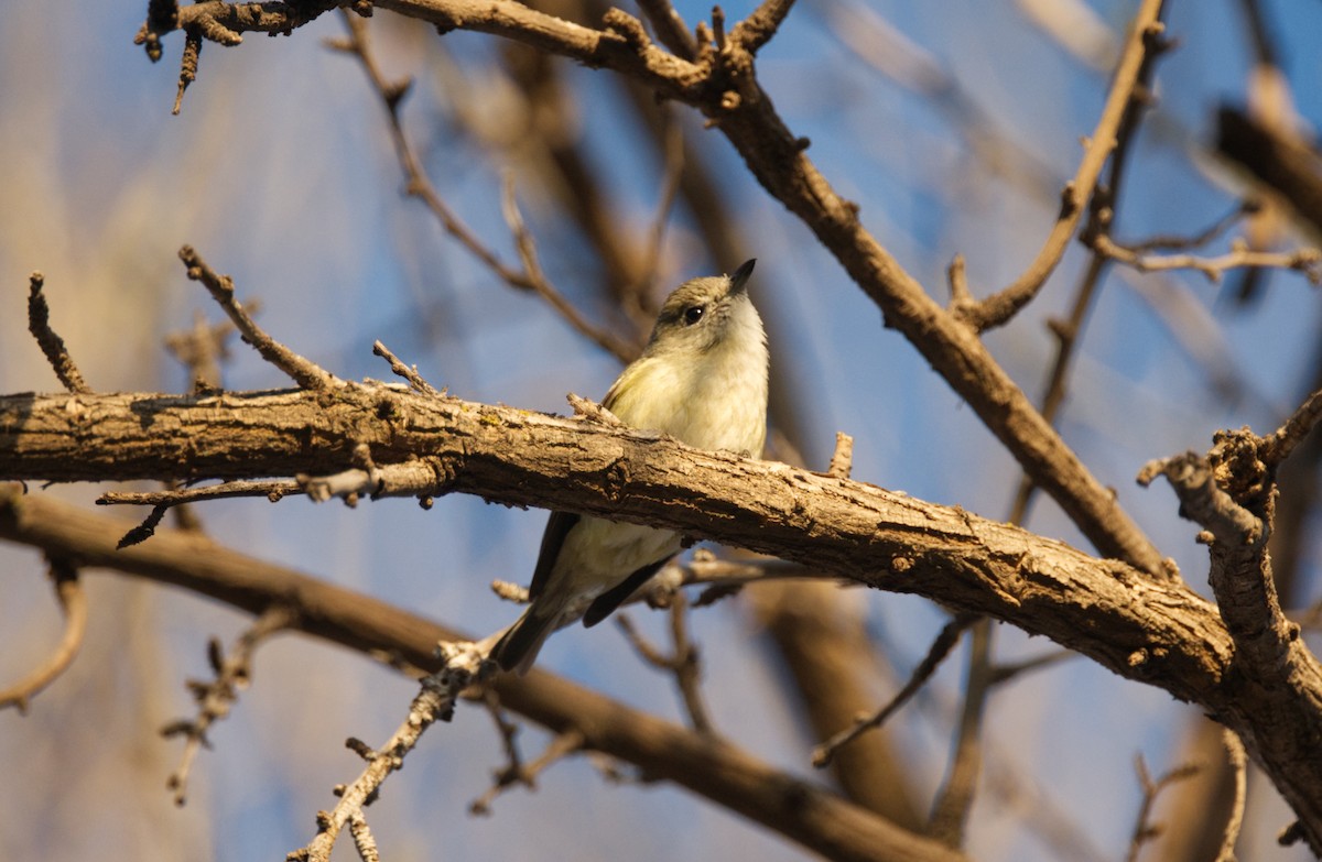Lucy's Warbler - ML436531631