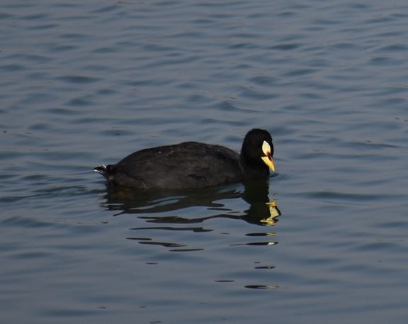 Red-gartered Coot - ML436535651