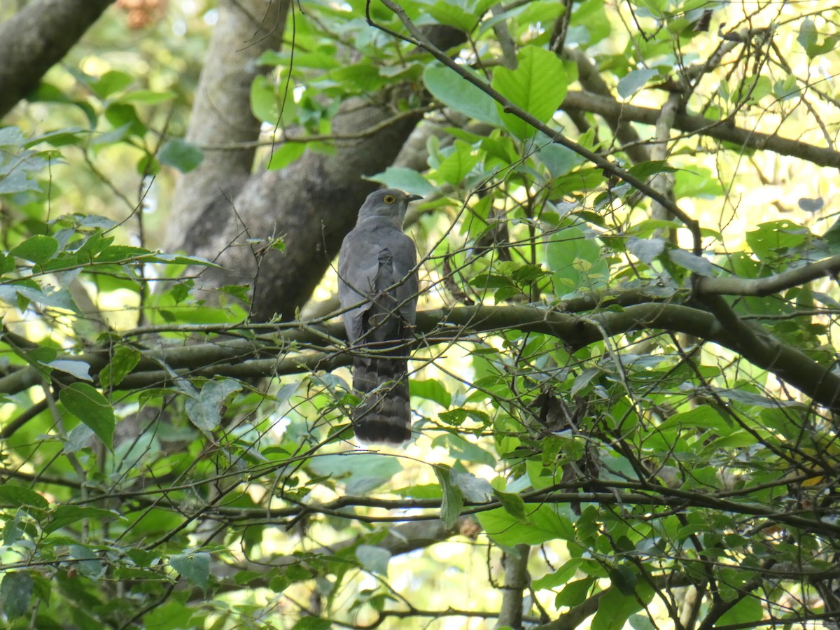 Common Hawk-Cuckoo - Sarabjeet Kaur