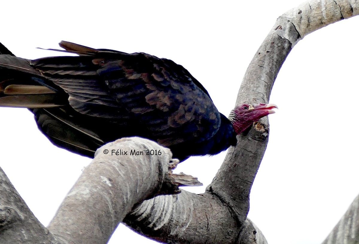 Turkey Vulture - Félix Man-Ging F.