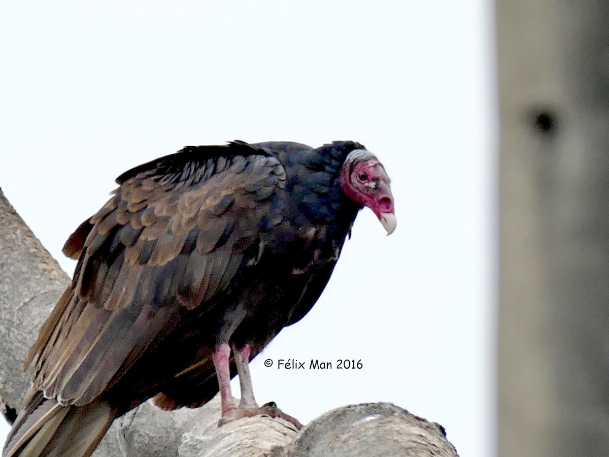 Turkey Vulture - ML43654511