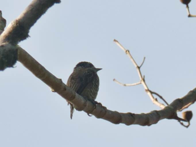 new world piculet sp. - ML436546021