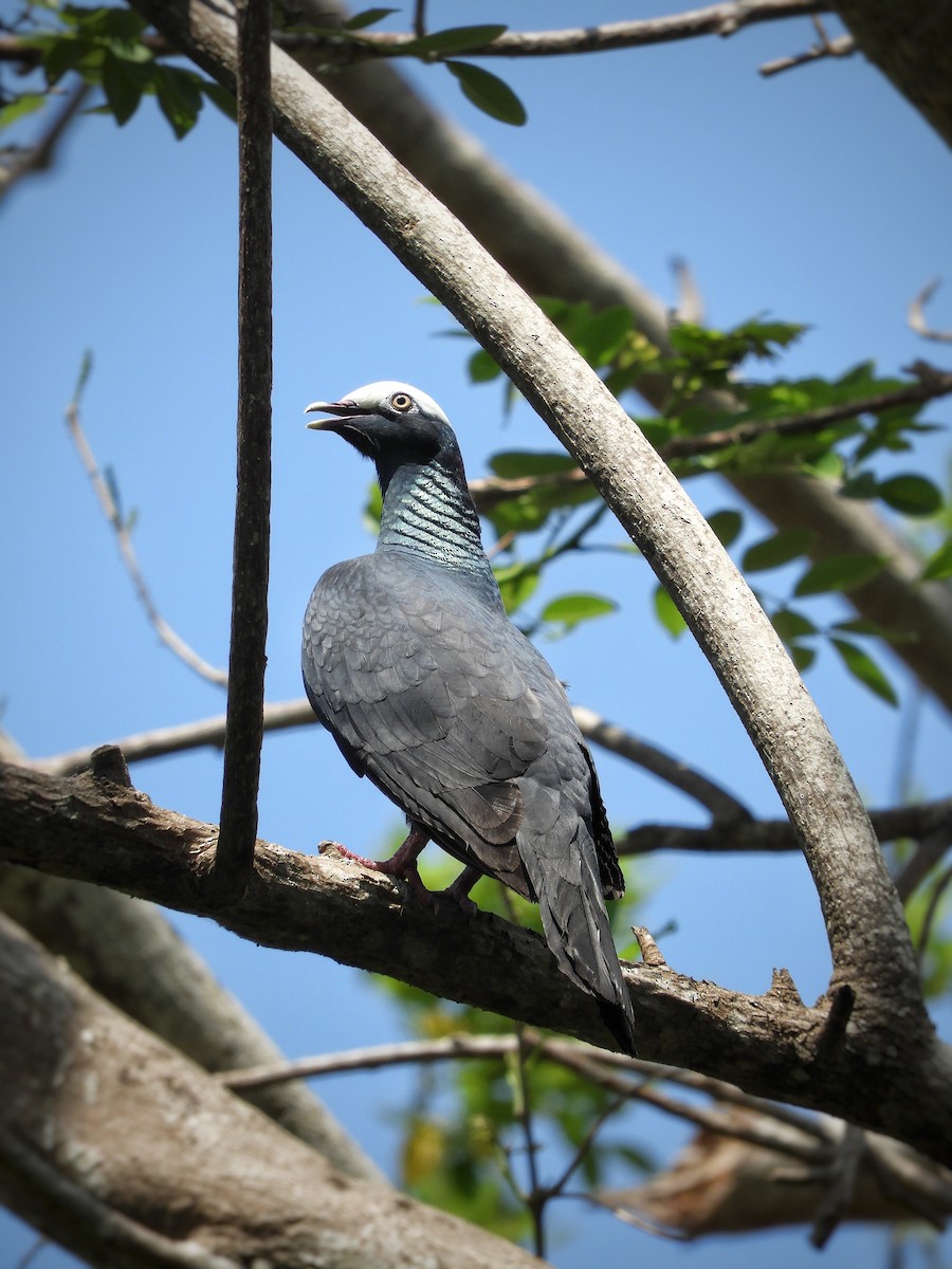 White-crowned Pigeon - ML436546631