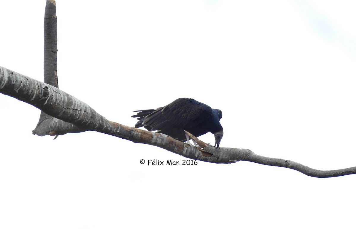 Black Vulture - ML43654741