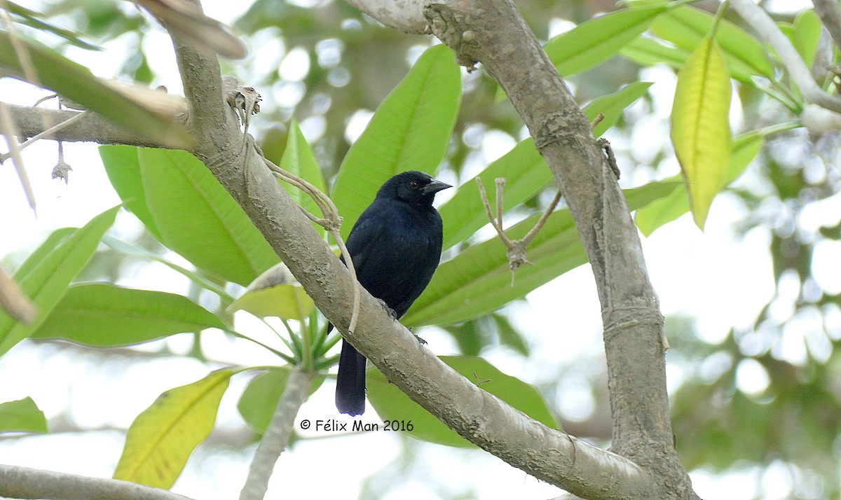 Scrub Blackbird - ML43654911