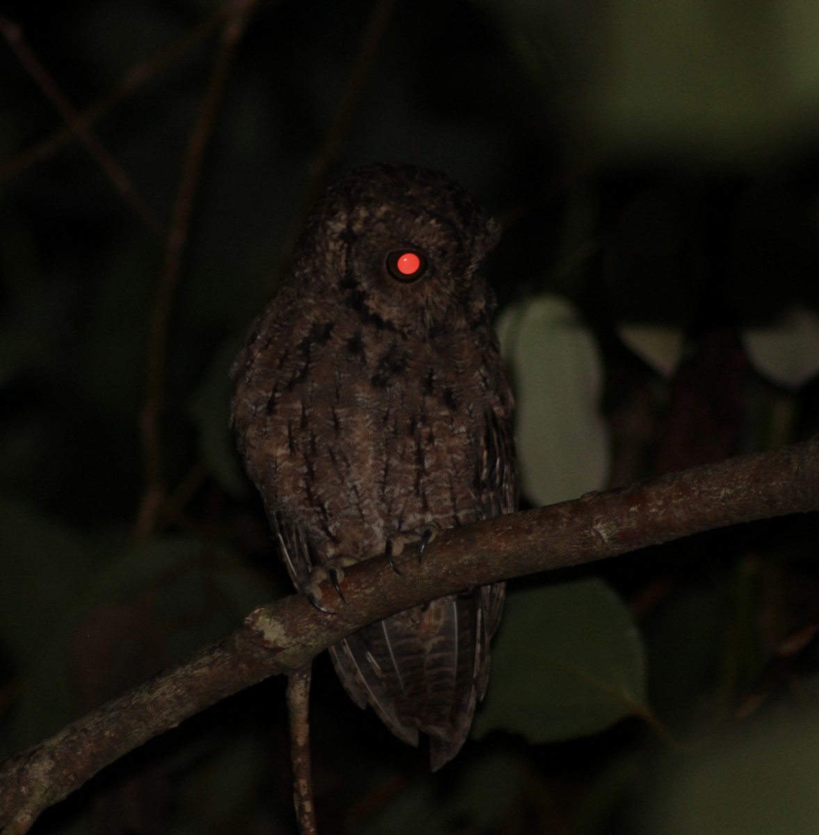 Seychelles Scops-Owl - ML436549411