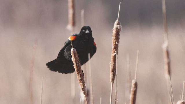 Red-winged Blackbird (Red-winged) - ML436551651