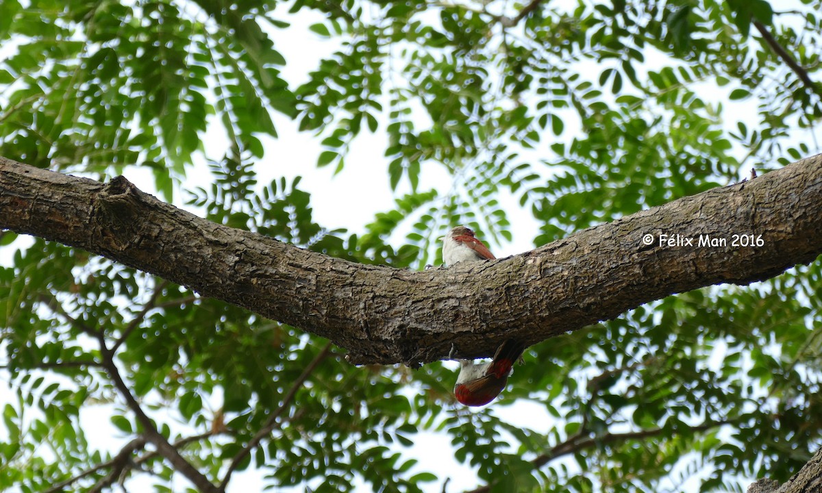 Scarlet-backed Woodpecker - ML43655501