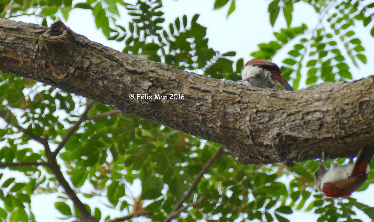 Scarlet-backed Woodpecker - ML43655511