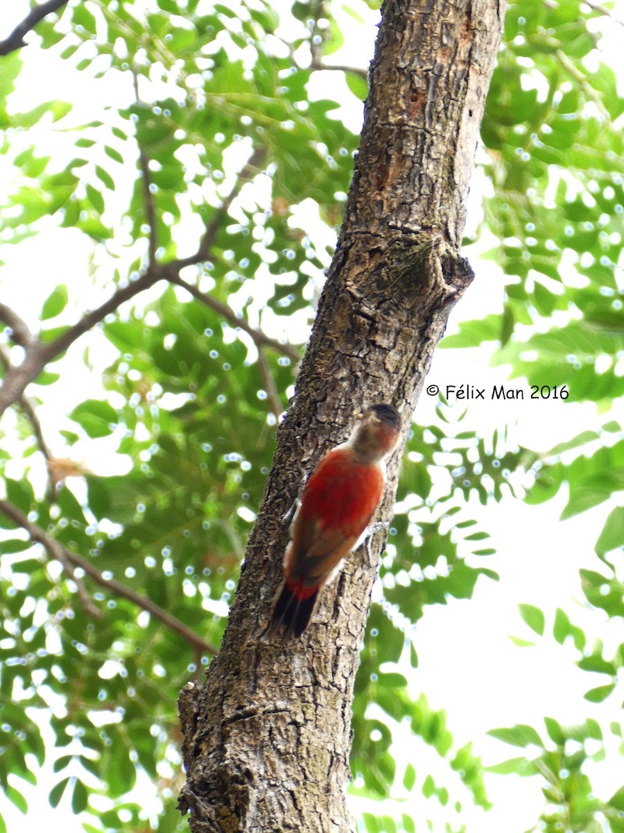 Scarlet-backed Woodpecker - Félix Man-Ging F.