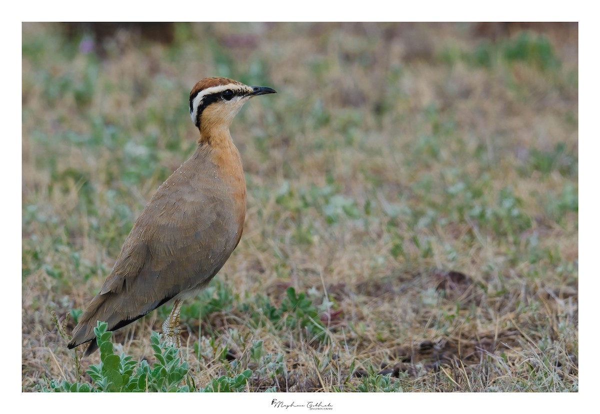Indian Courser - ML436560211
