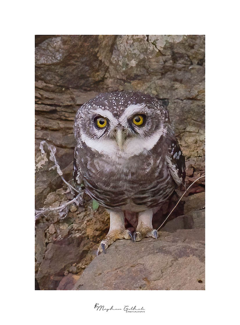 Spotted Owlet - ML436561611