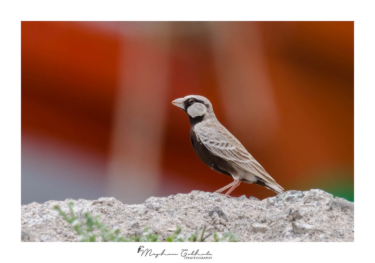Ashy-crowned Sparrow-Lark - ML436562881