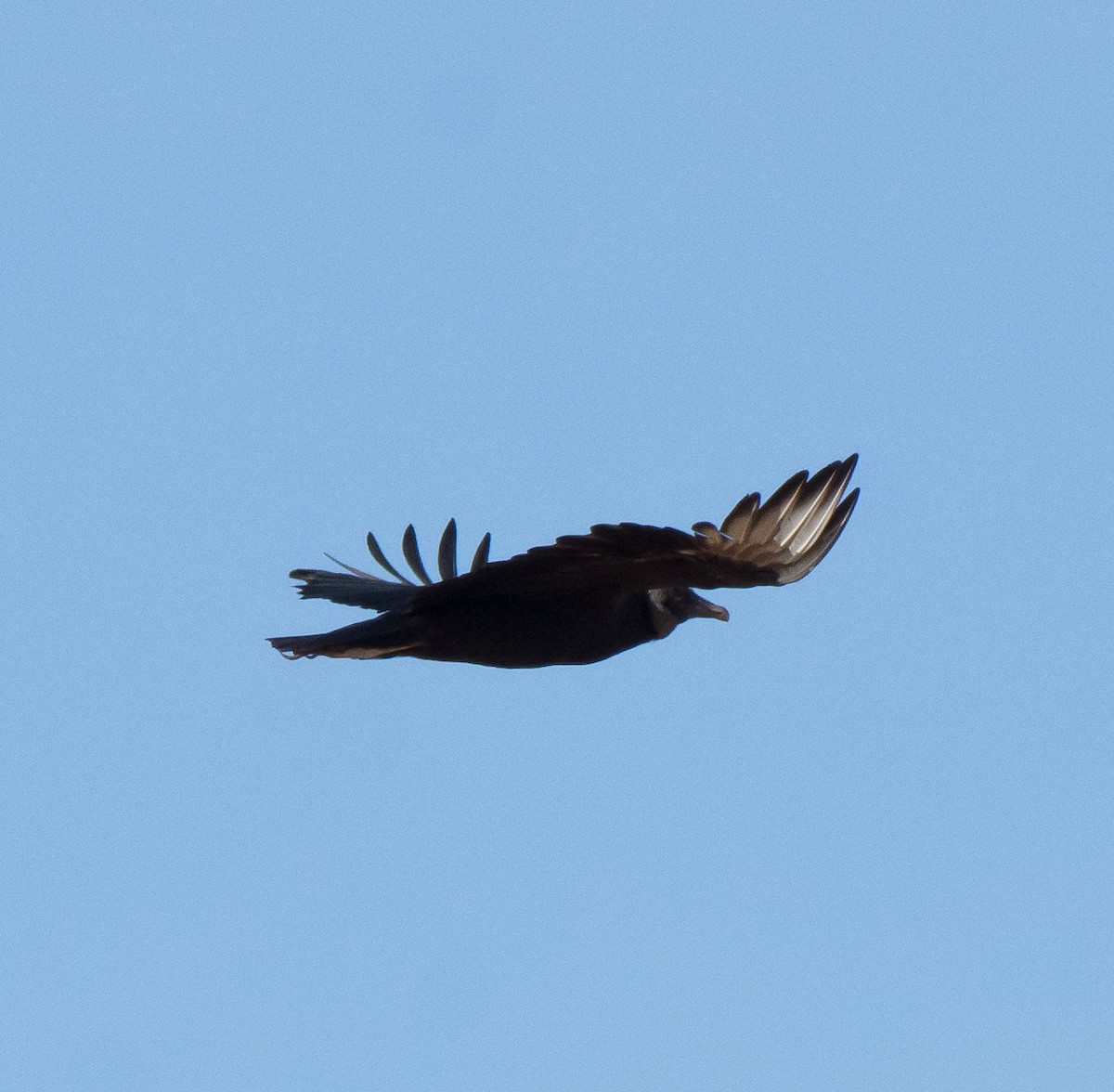 Black Vulture - ML43656431