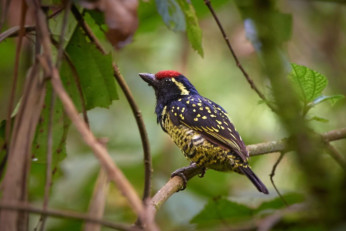 Yellow-spotted Barbet - ML436567241