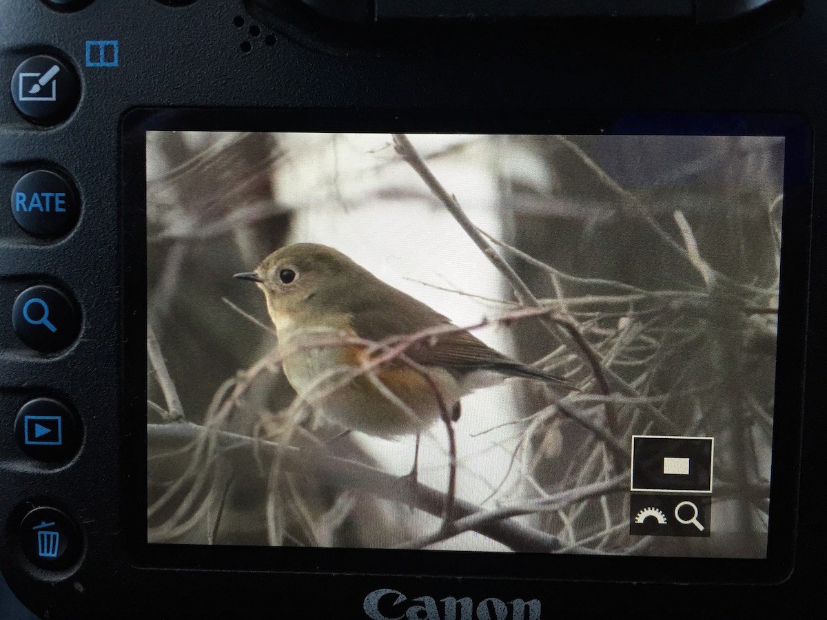 Red-flanked Bluetail - ML43656791