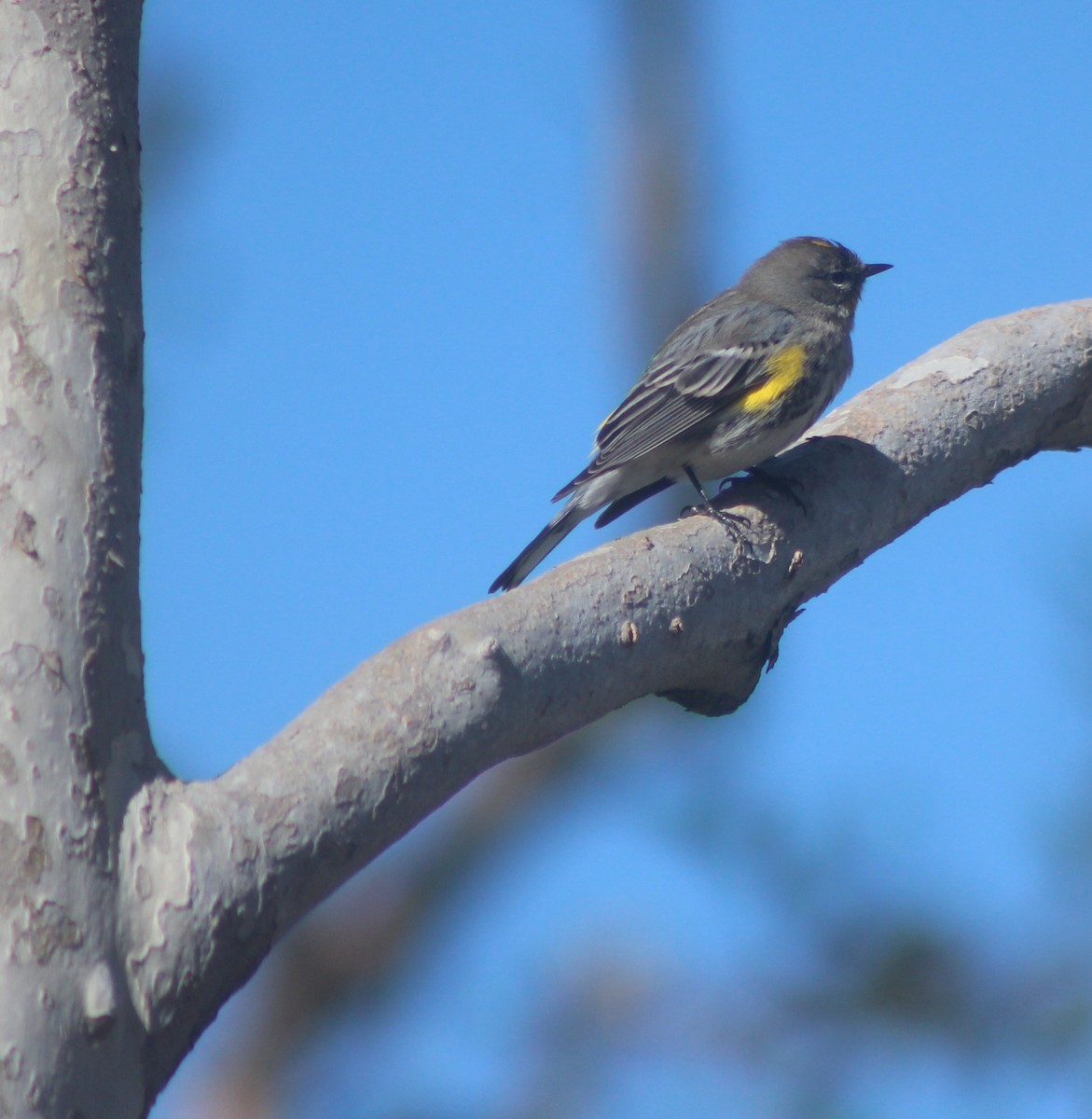 Yellow-rumped Warbler (Audubon's) - Jeffery Scism