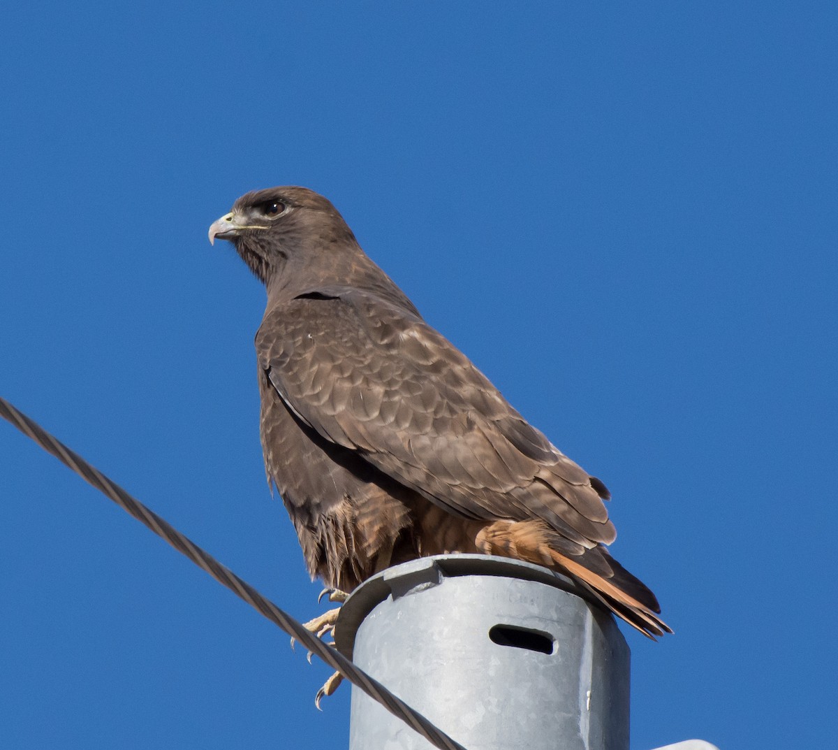 Red-tailed Hawk - ML43657021