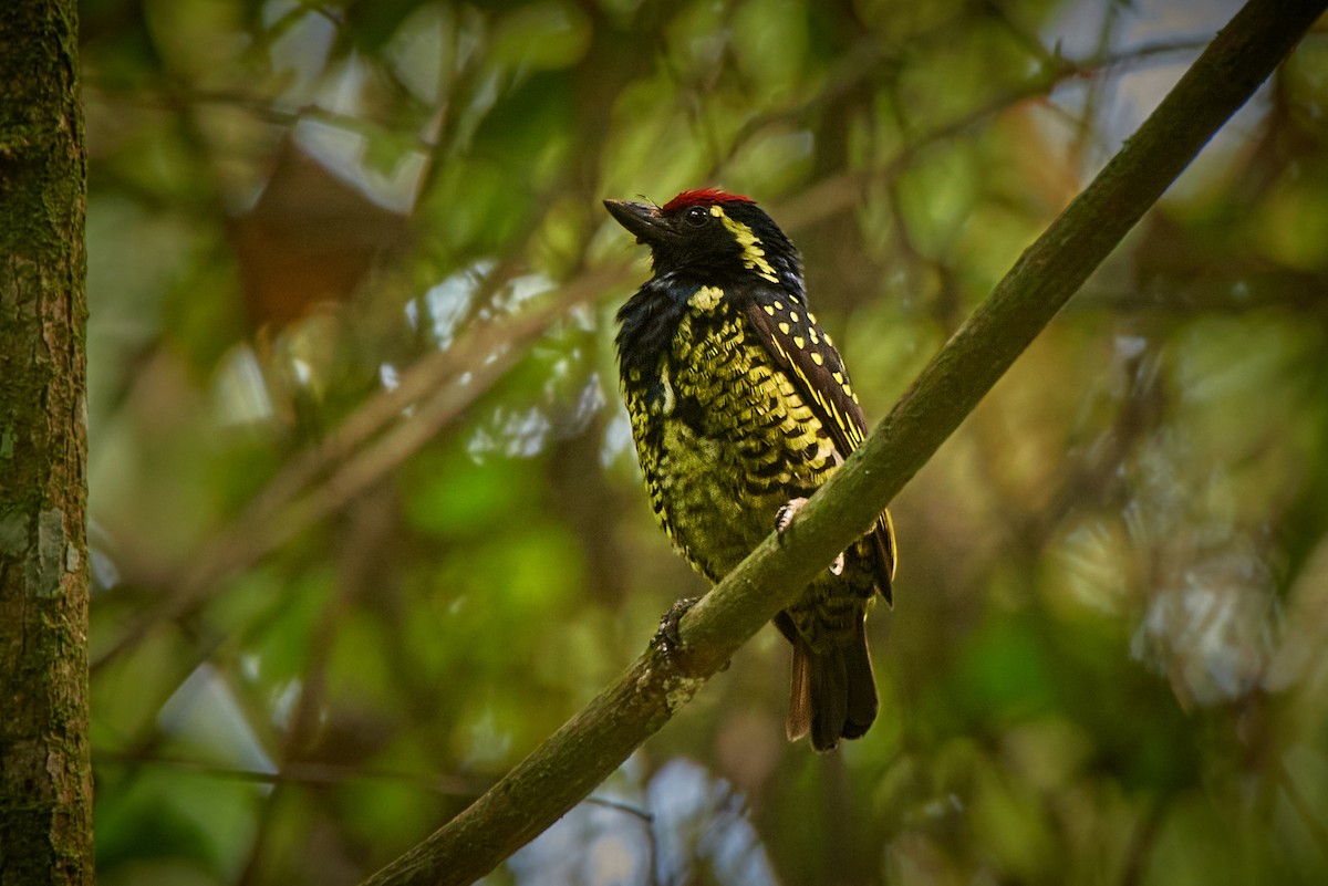 Yellow-spotted Barbet - ML436576851