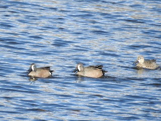 Blue-winged Teal, ML436591301