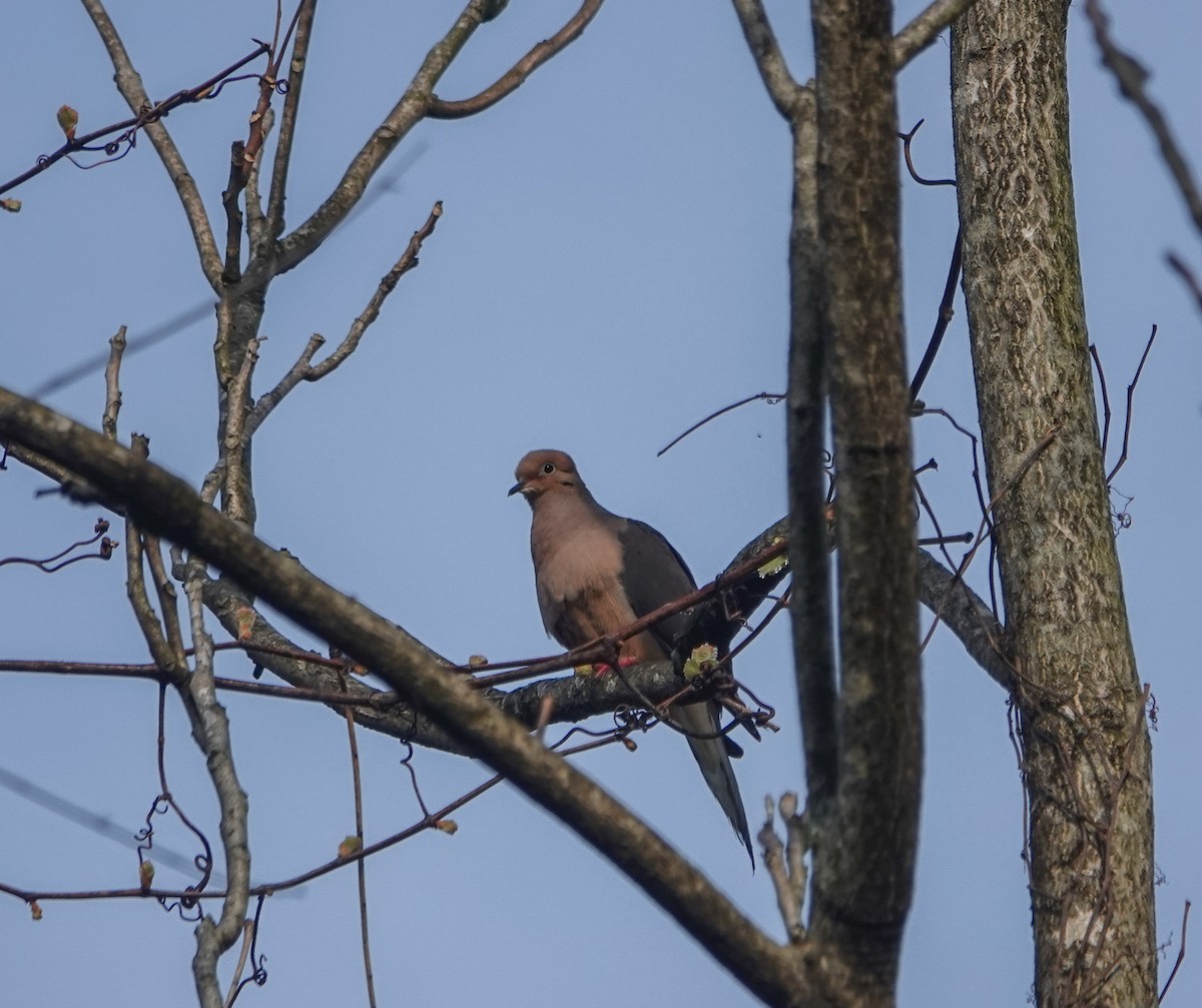 Mourning Dove - Dave Hart