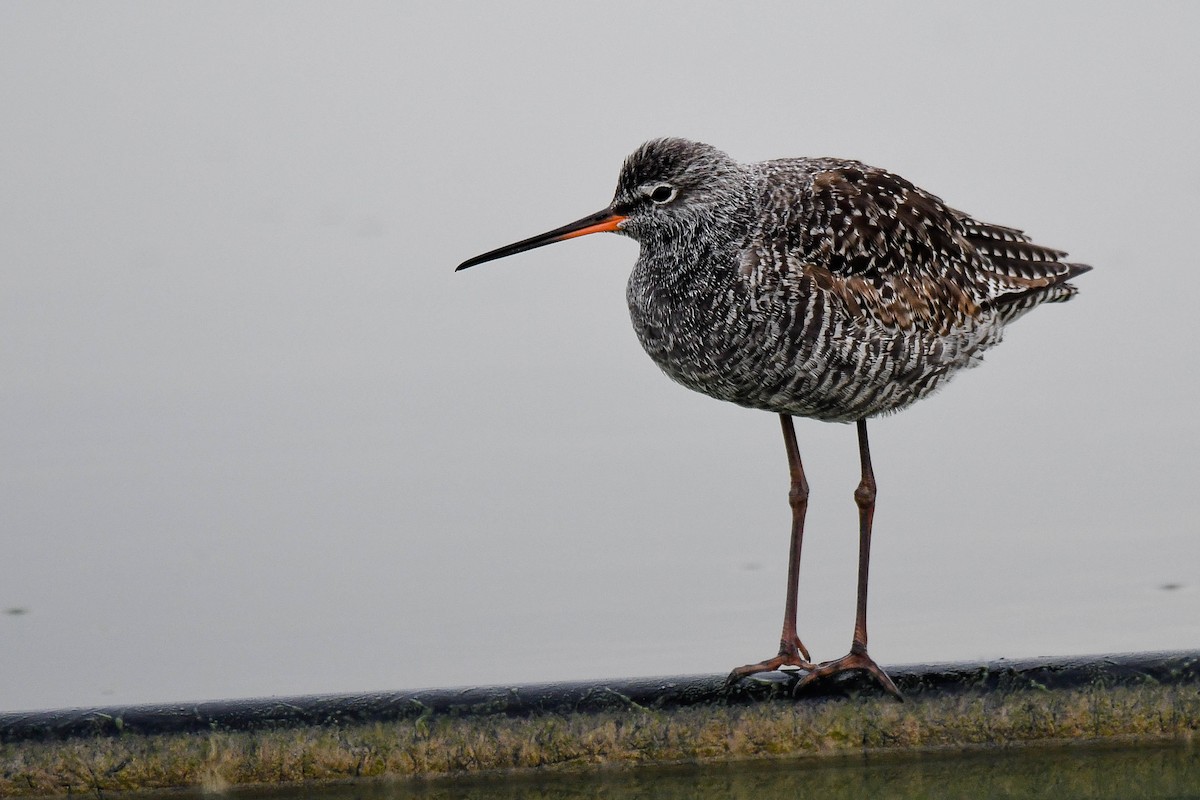 Spotted Redshank - ML436595661