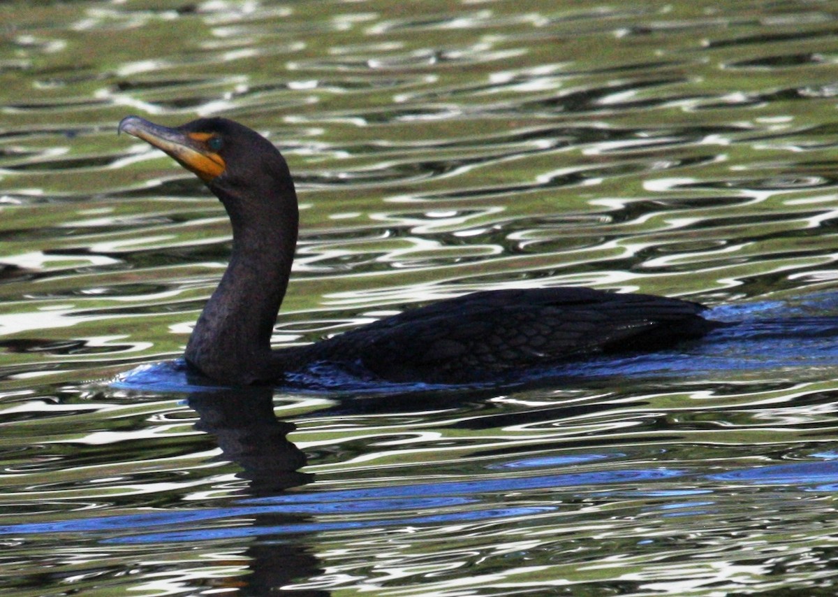 Double-crested Cormorant - Nels Nelson