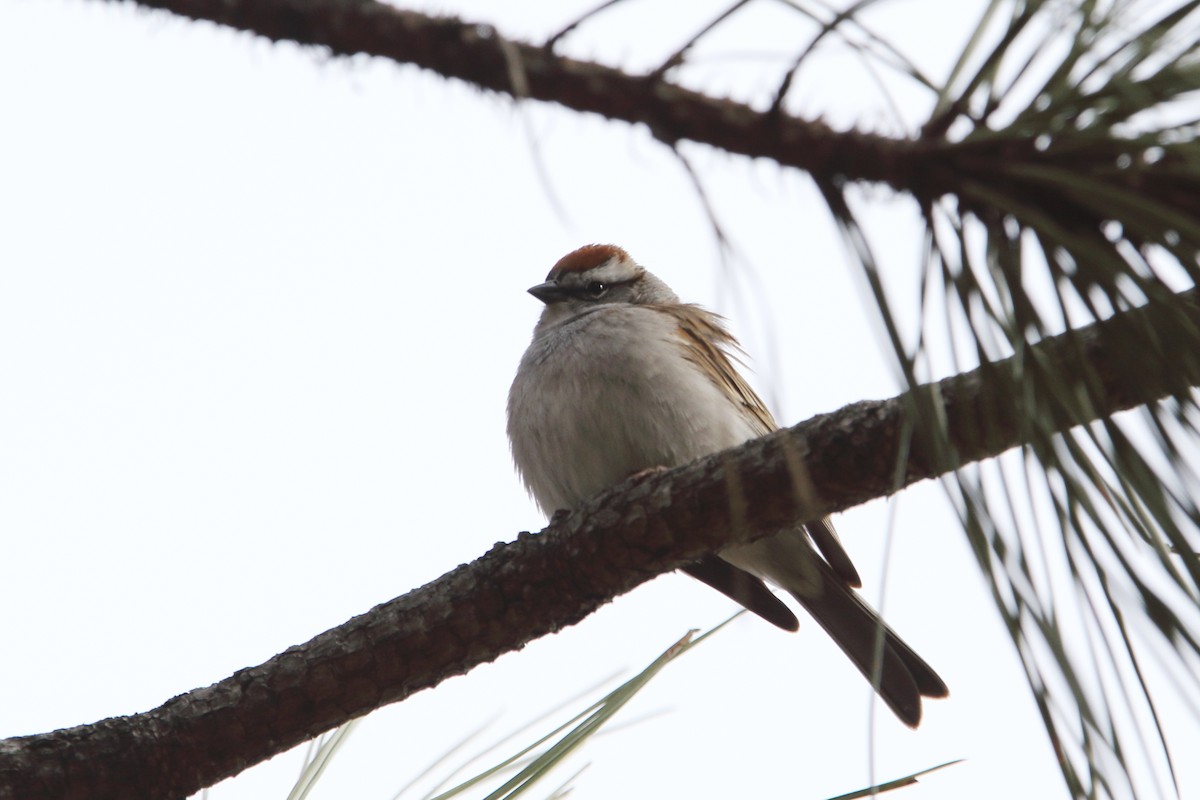 Chipping Sparrow - ML436603591