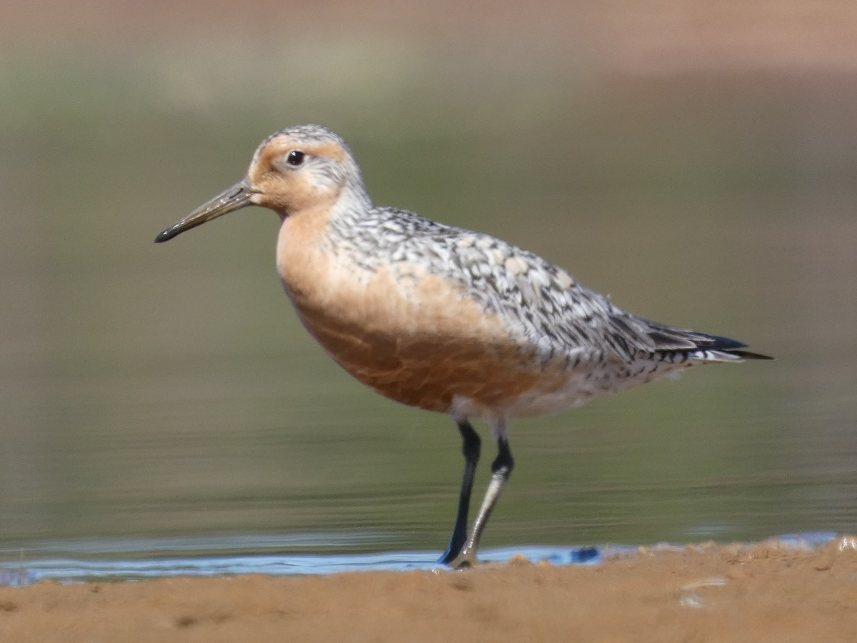 Red Knot - ML436608371