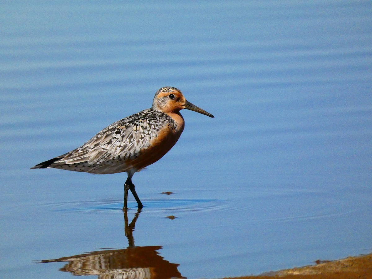 Red Knot - ML436608521