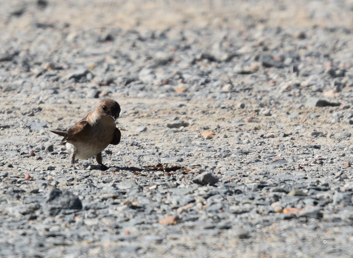 Northern Rough-winged Swallow - ML436609371