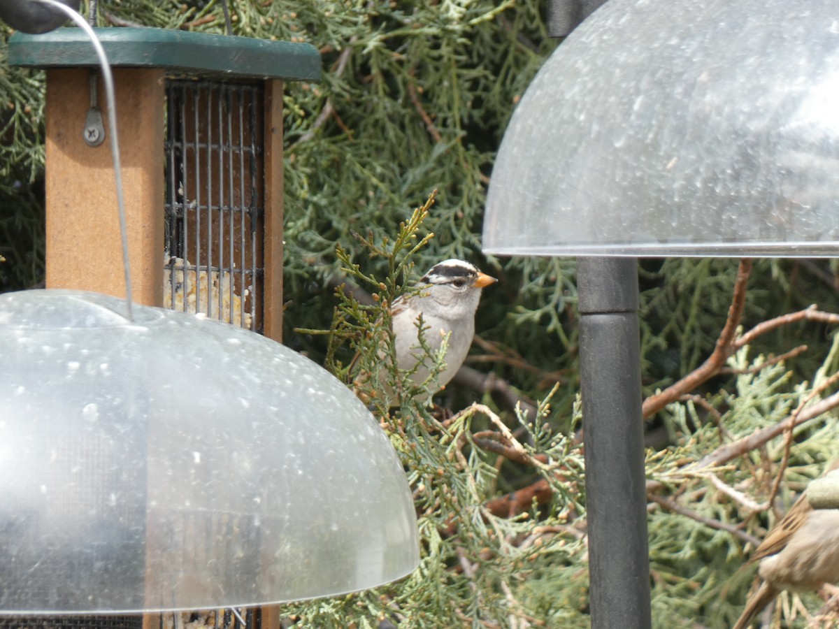 White-crowned Sparrow - Will McGowan