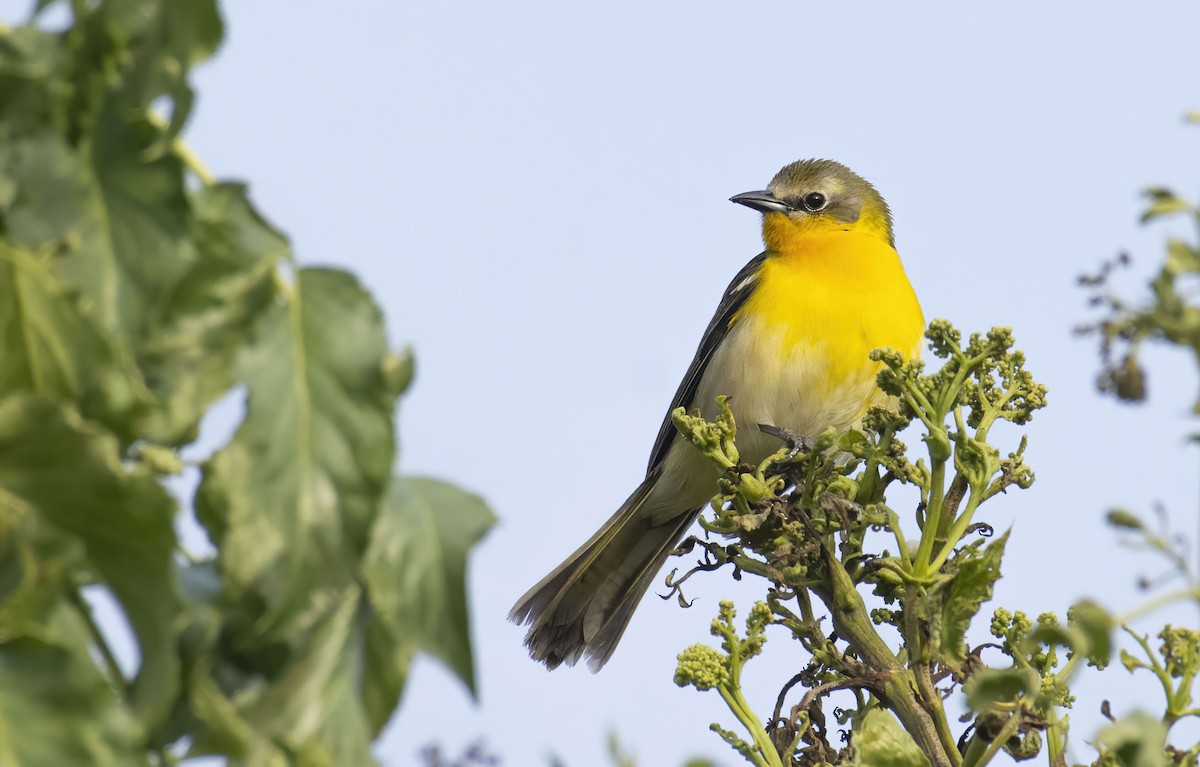 雑種 オオアメリカムシクイ ｘ ムクドリモドキ属 - eBird