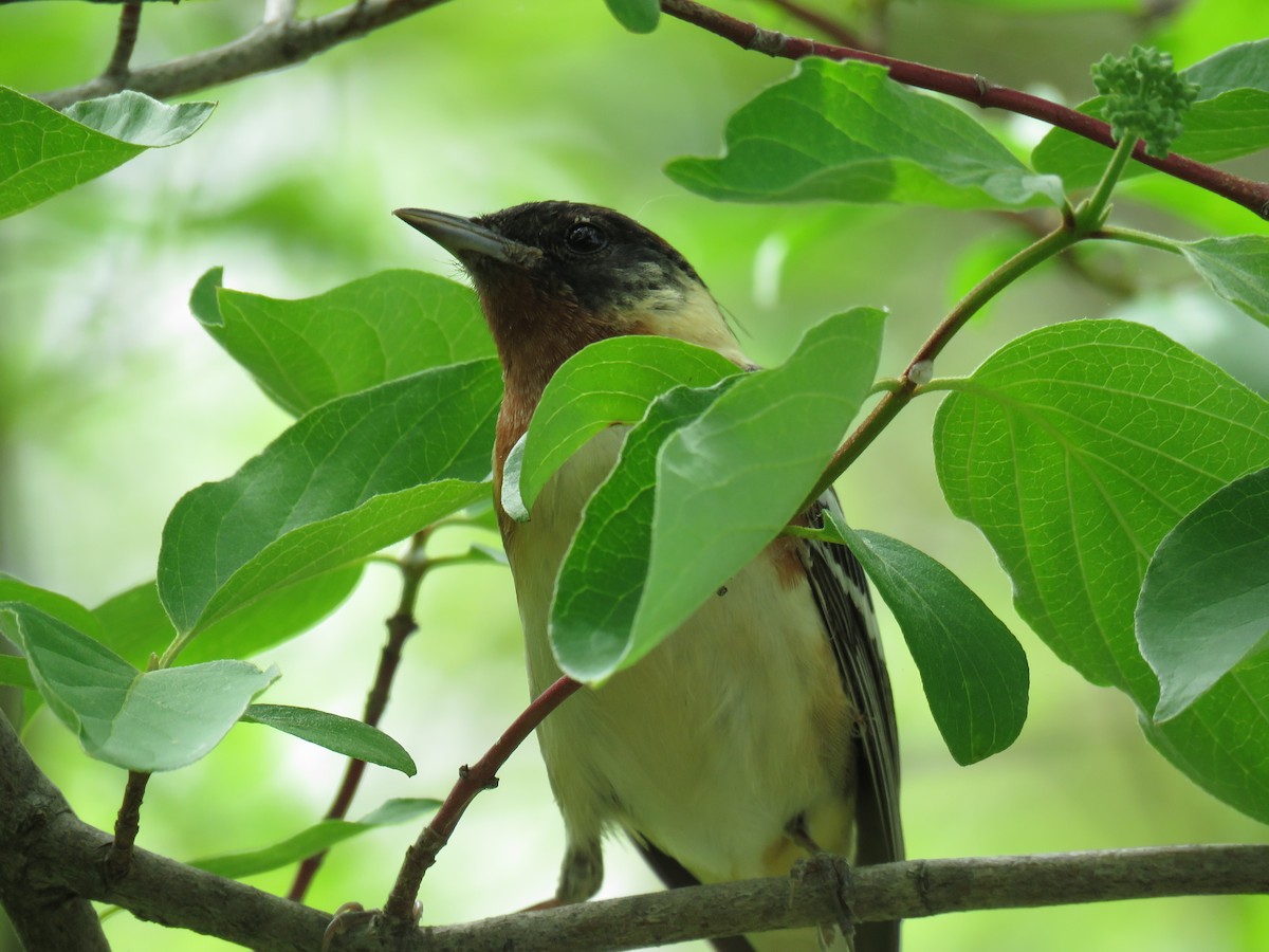 Bay-breasted Warbler - ML43663581