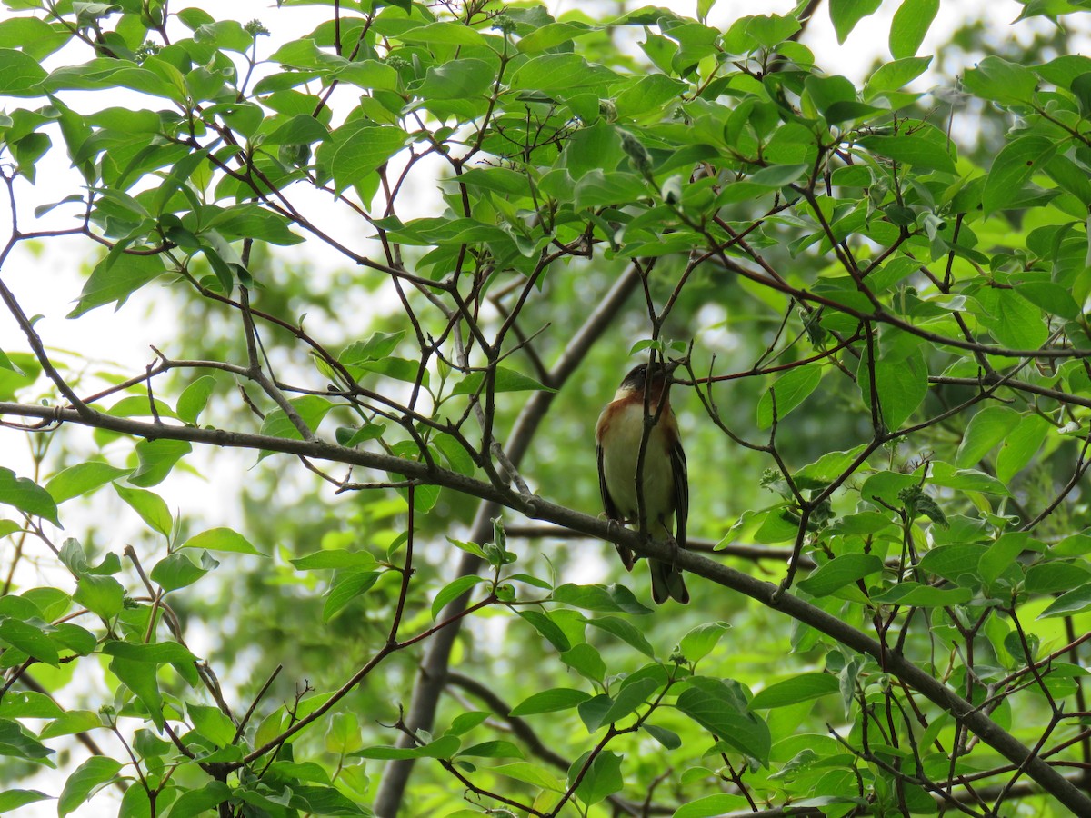 Bay-breasted Warbler - ML43663591