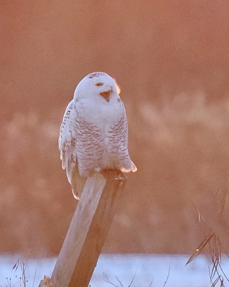 Snowy Owl - ML436639491